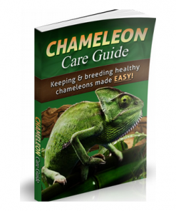Chameleon care guide