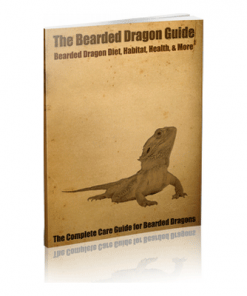 The bearded dragon guide
