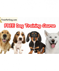 Training and Care Of Dogs