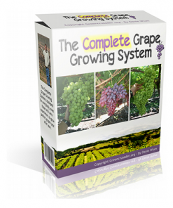 Grape Growing Secrets