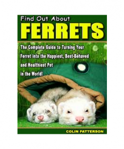 Ferret Care and Training Guide