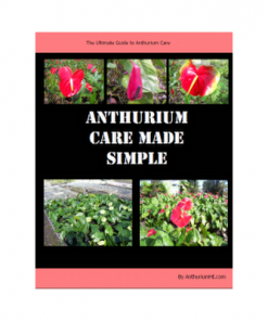Anthurium care made simple