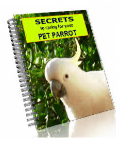 Parrot training secrets