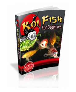 Koi fish for beginners